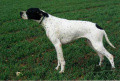 Pedigree VIET D'ASPE ET D'OSSAU Pedigree VIET D'ASPE ET D'OSSAU